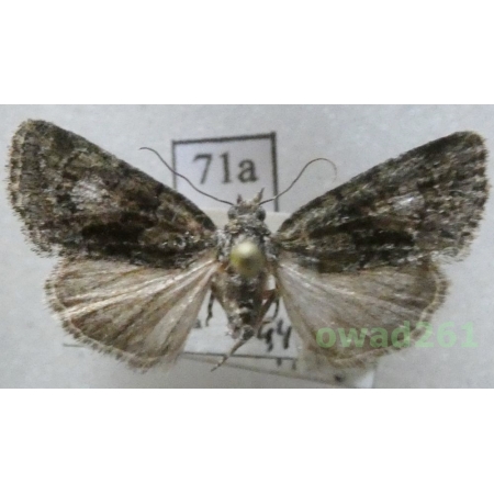 Cryphia algae (Fabricius, 1775) Czech71a